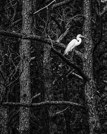 Great Egret