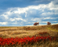 Shenandoah Meadow