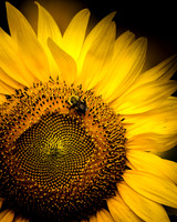 Bee on Sunflower