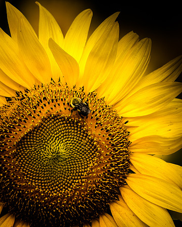 Bee on Sunflower