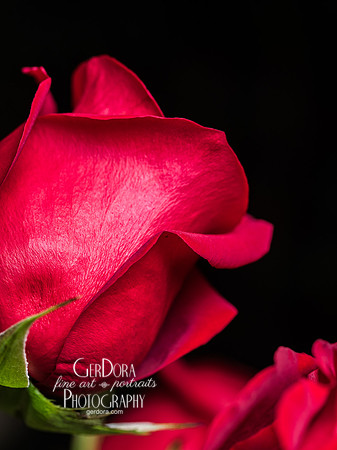 Crimson Unfolding