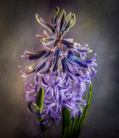 Hyacinth