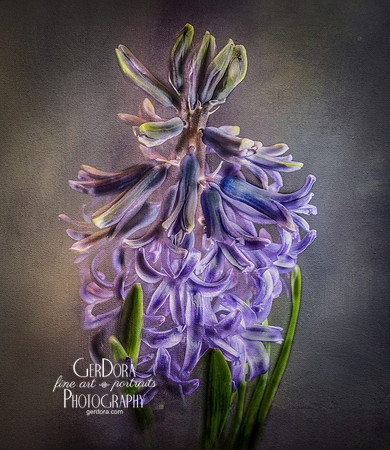 Hyacinth
