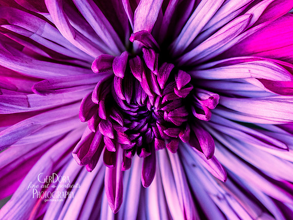 Violet Reverie