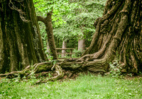 Rooted Together
