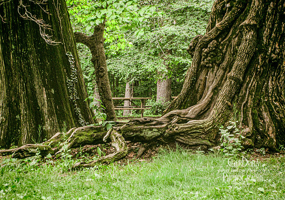 Rooted Together