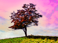 Red Tree, Pink Sky