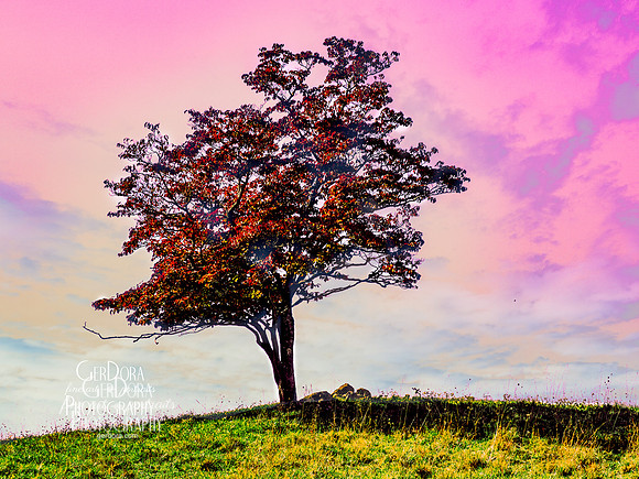 Red Tree, Pink Sky