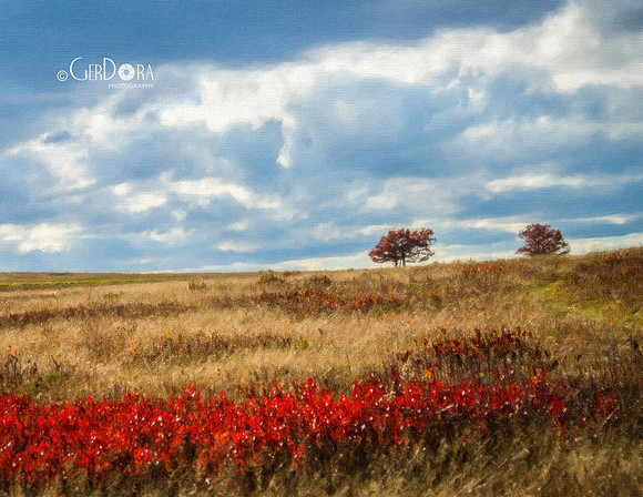 October - Shenandoah Meadow