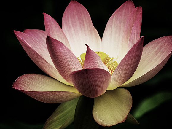 Radiant Lotus