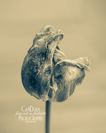 Sepia Tulip