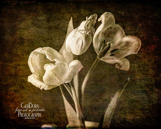 Sepia Tulip 3