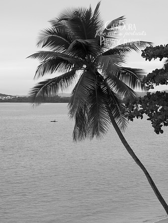Palm Tree Study #6