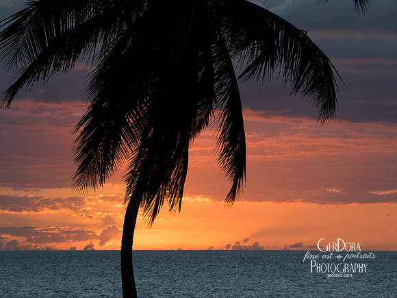 Palm Tree Study #14