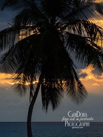 Palm Tree Study #15