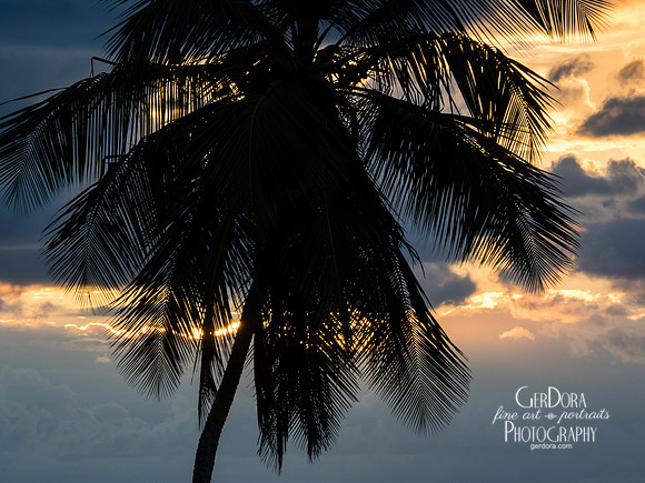 Palm Tree Study #16