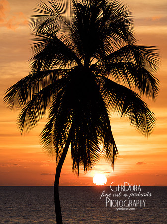 Palm Tree Study #19