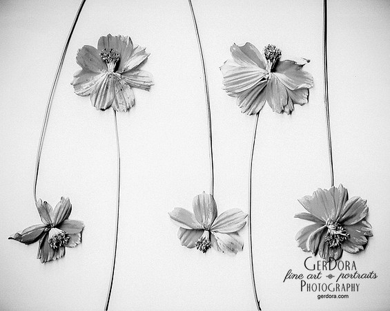 Black and White Wildflowers