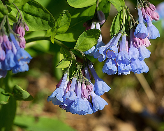 4 April - Bluebells - Taylorstown