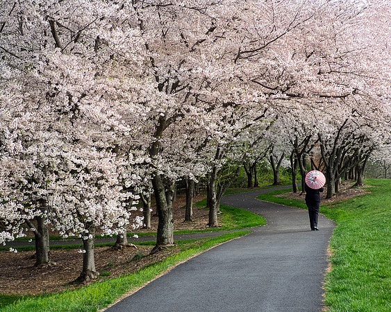 3 March - Spring - Reston