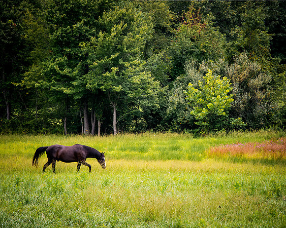 6 June - Horse Country - Purcellville