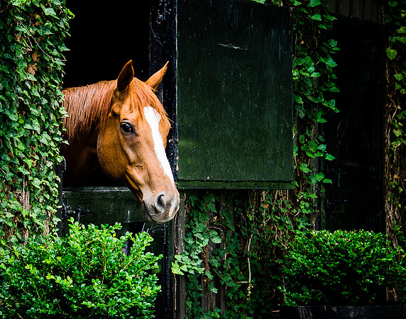 9 September - Equine Paradise - Upperville