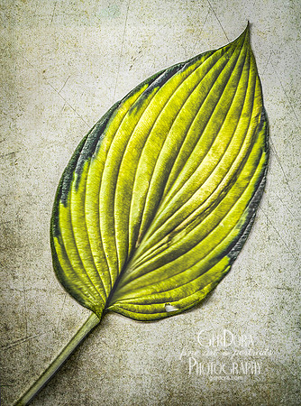 Hosta