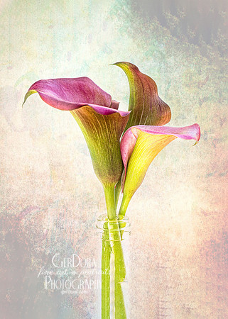 Calla Lily Trio