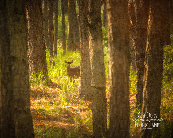Algonkian Deer