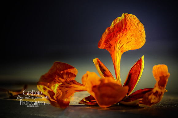 Flamboyan Flower
