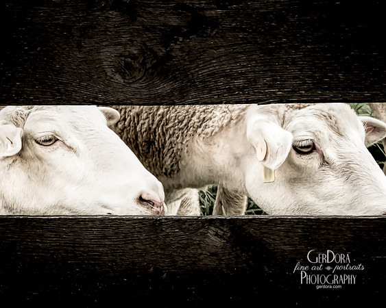 Sheepish