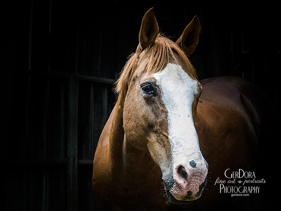 Portrait of a Horse