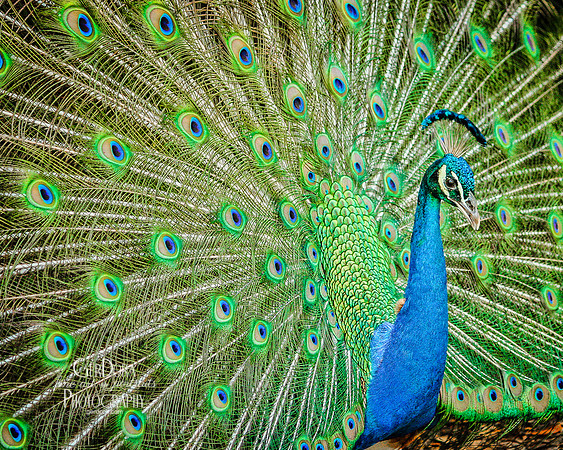 Extravagance
