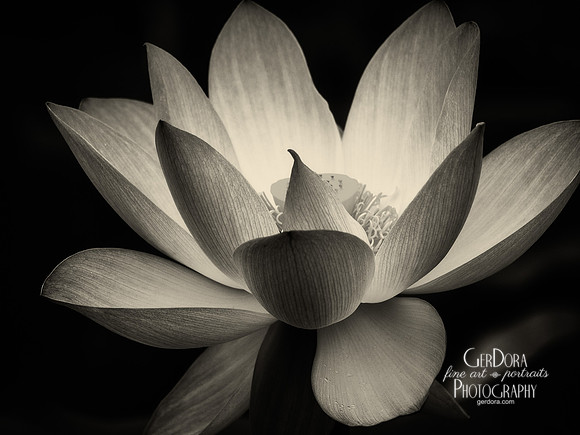 Radiant Black and White