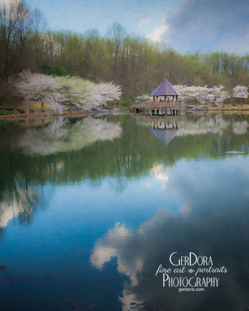 Cherry Blossoms in the Park