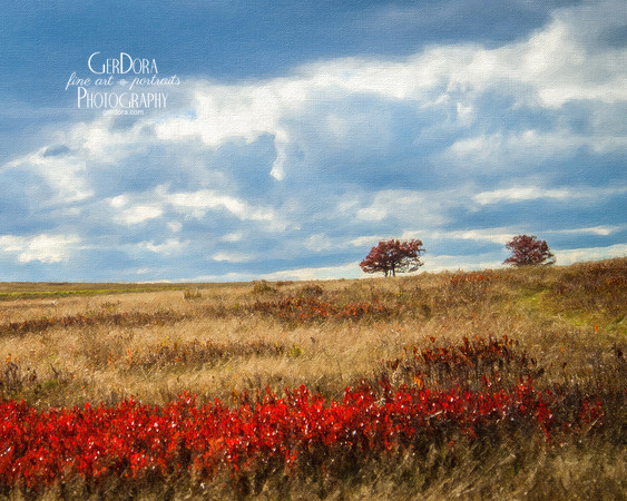Shenandoah Meadow
