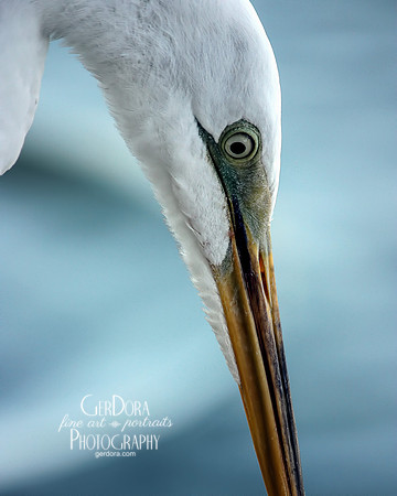 Elegance ~ 2012 FCMP Photo Expo Sterling, VA Best in Show