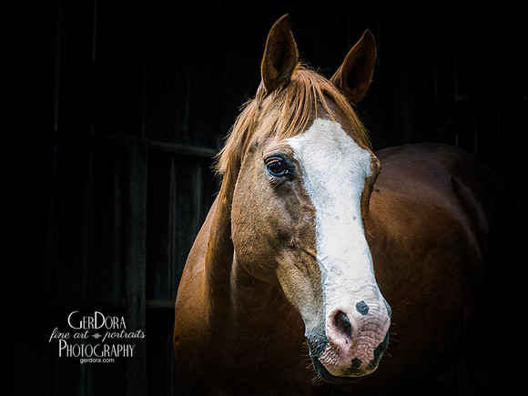 Portrait of a Horse