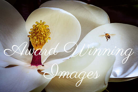 Award Winning Images