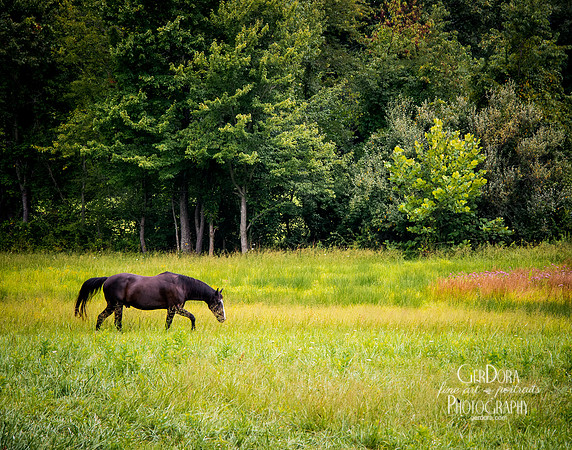 Out to Pasture