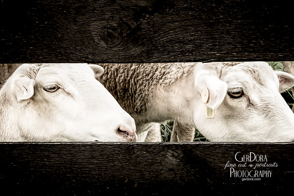 Loudoun Sheep