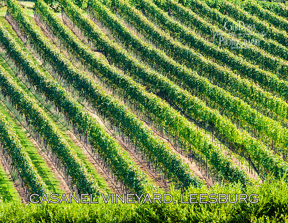 Sept - Casanel Vineyard