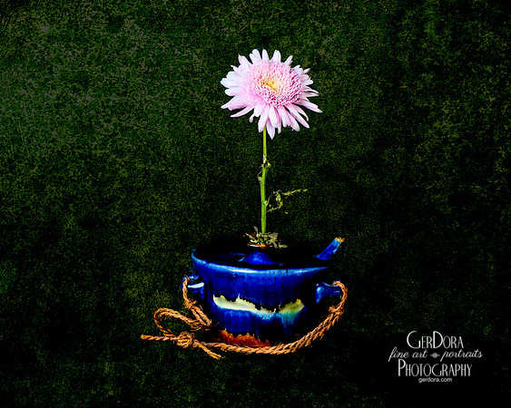 Chrysanthemum in Okinawan Ceramic Pot