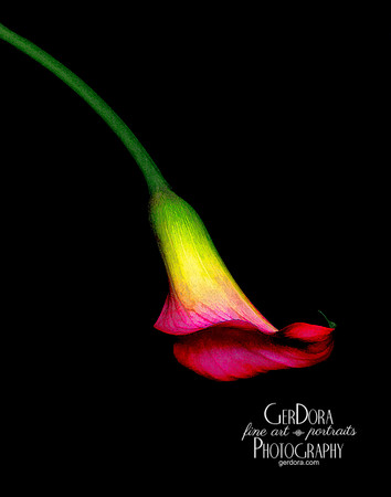 Pink Calla Lily Bell