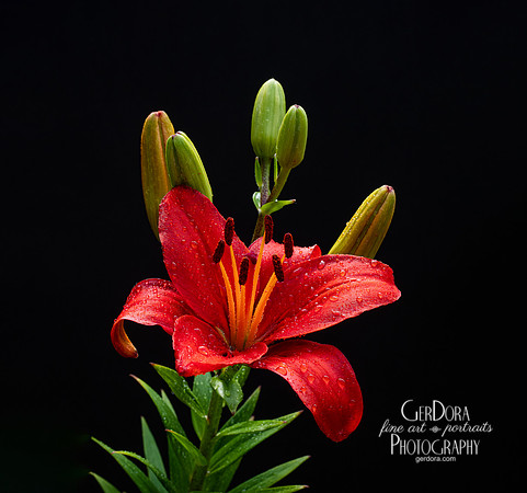 Orange Lily After the Rain