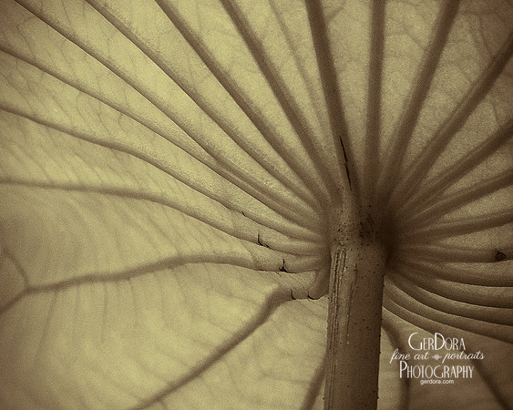 Natural Umbrella