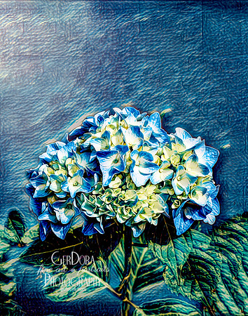 Blue Hydrangea