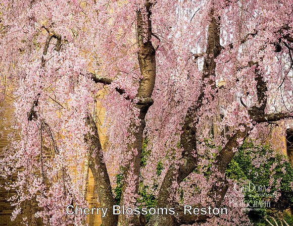 March - Cherry Blossoms in Reston