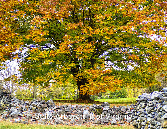 November - State Arboretum of Virginia