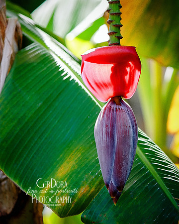 Banana Inflorescence